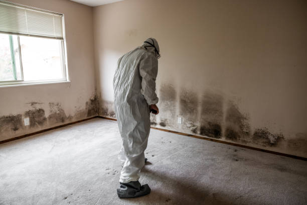 Best Attic Mold Removal  in USA